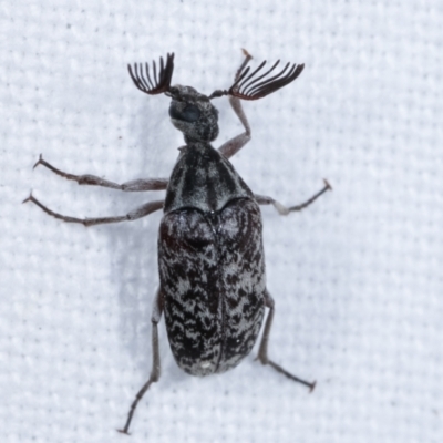 Ptilophorus persimilis