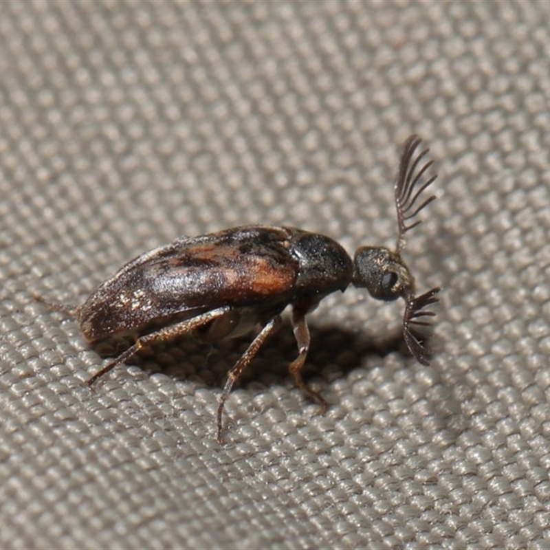 Ptilophorus sp. (genus)