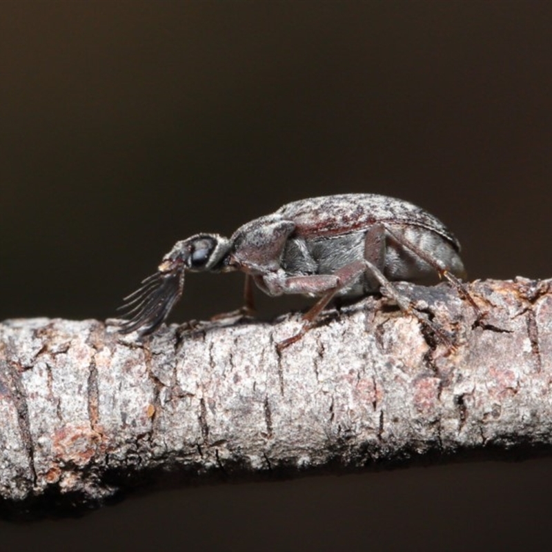 Ptilophorus sp. (genus)