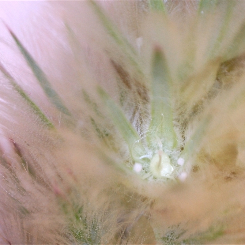 Ptilotus spathulatus