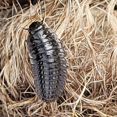 LARVAE