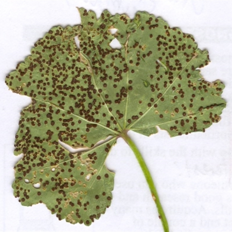 Puccinia malvacearum