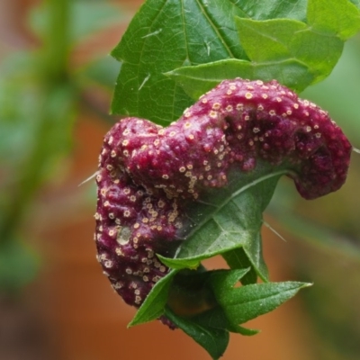 Puccinia urticata