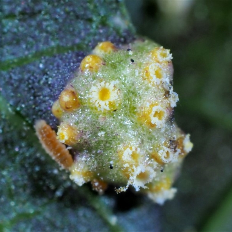 Puccinia urticata