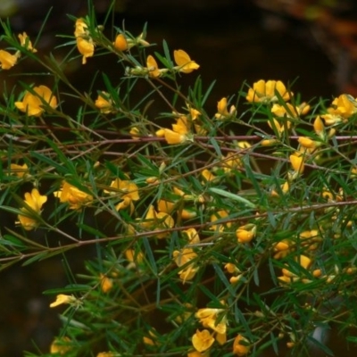 Pultenaea blakelyi