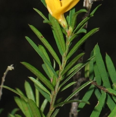 Pultenaea blakelyi