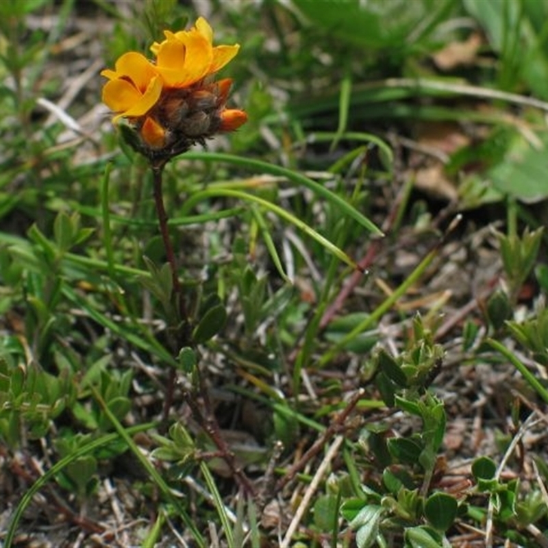 Pultenaea capitellata