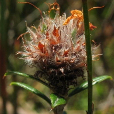 Pultenaea capitellata