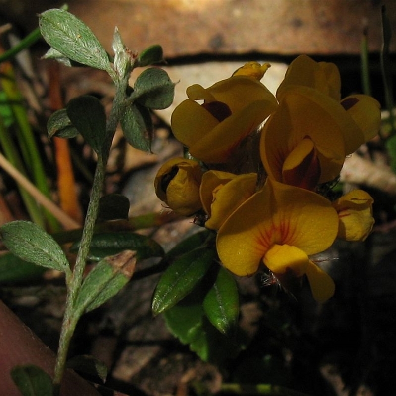 Pultenaea capitellata