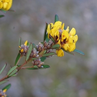 Pultenaea daphnoides