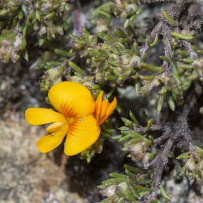 Pultenaea fasciculata