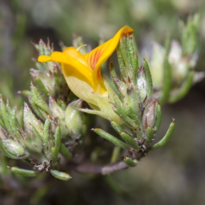 Pultenaea fasciculata