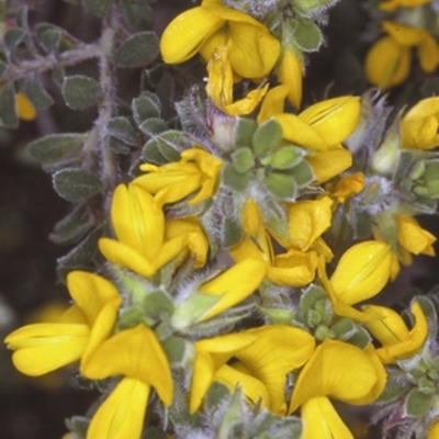 Pultenaea ferruginea