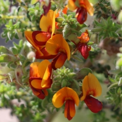 Pultenaea foliolosa