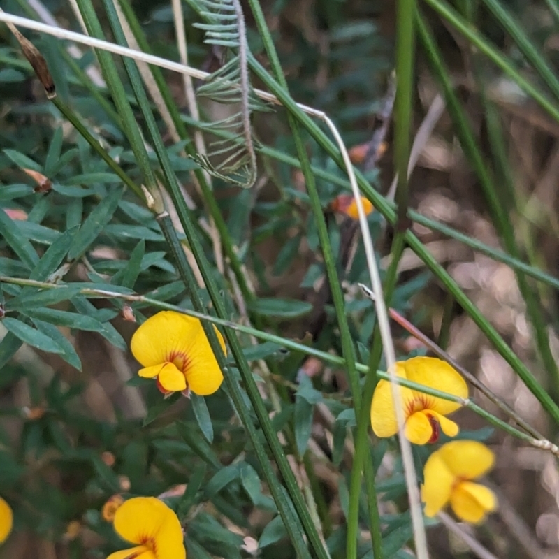 Pultenaea forsythiana