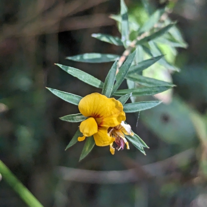 Pultenaea forsythiana