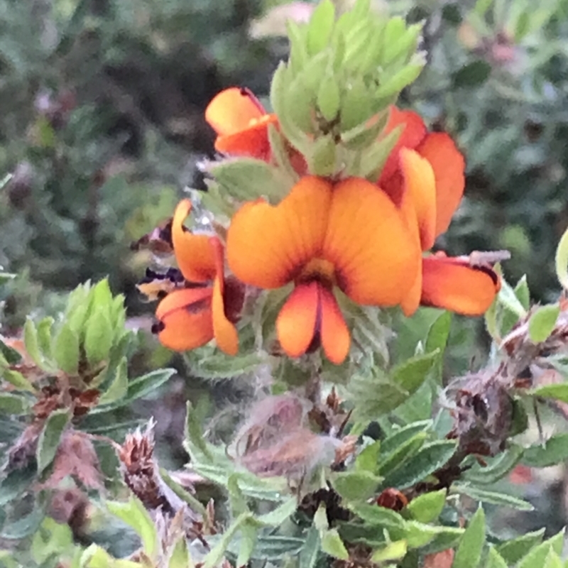 Pultenaea humilis