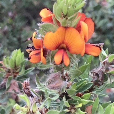 Pultenaea humilis