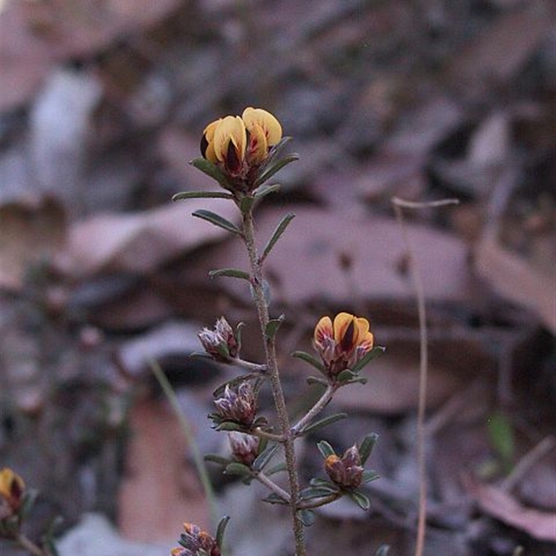 Pultenaea linophylla