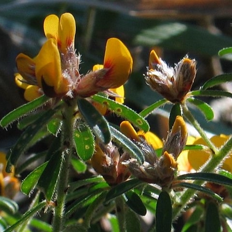 Pultenaea linophylla