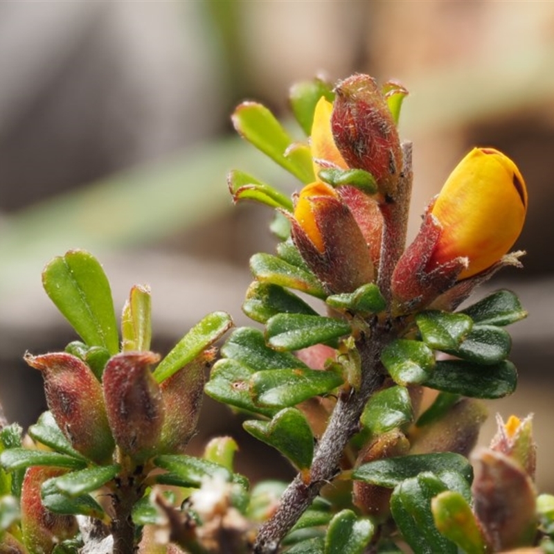 Pultenaea microphylla