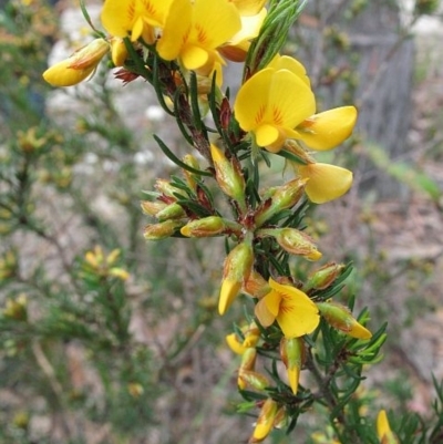 Pultenaea mollis