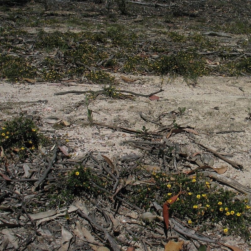 Pultenaea pedunculata