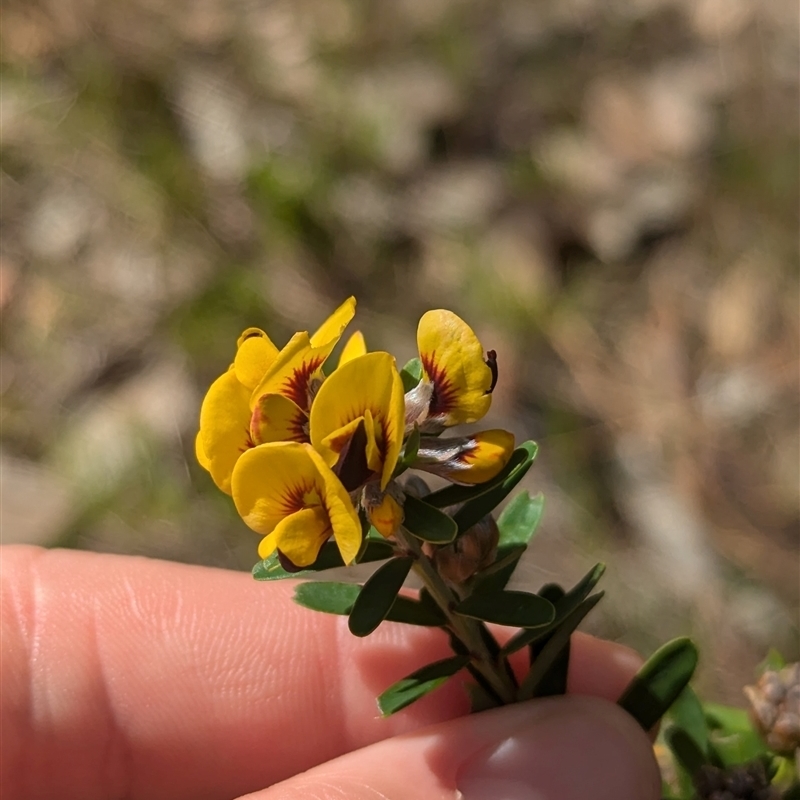 Pultenaea platyphylla