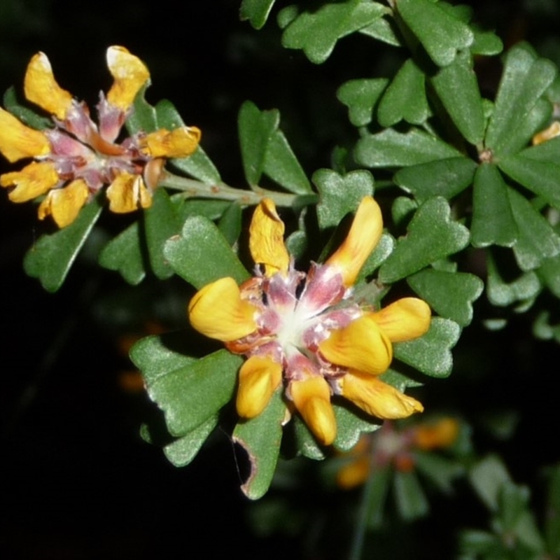 Pultenaea retusa