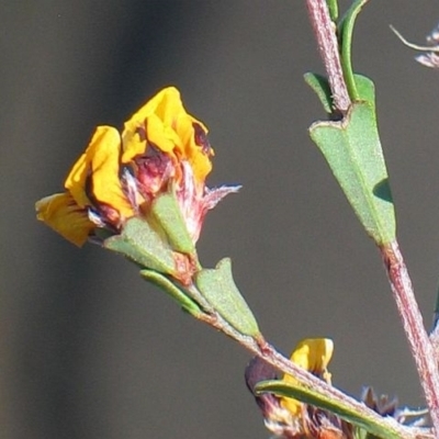 Pultenaea retusa