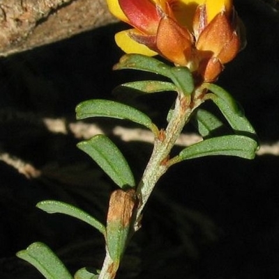 Pultenaea retusa