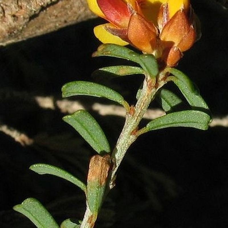 Pultenaea retusa