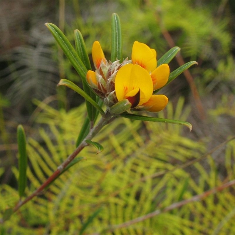 Pultenaea rosmarinifolia