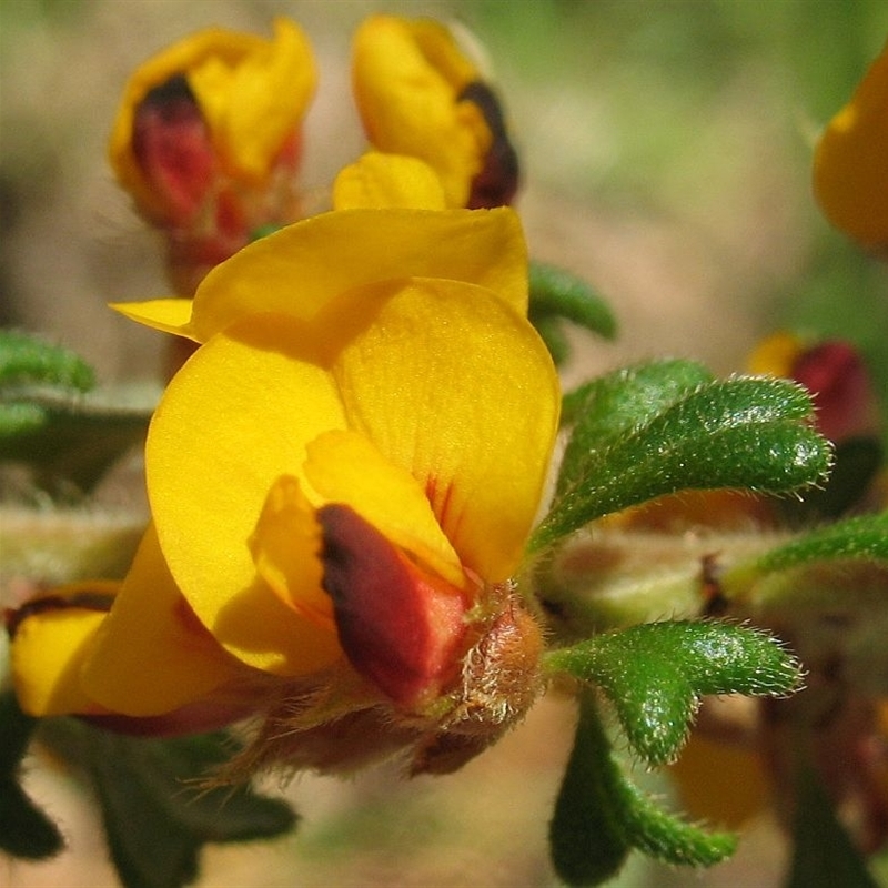 Pultenaea scabra