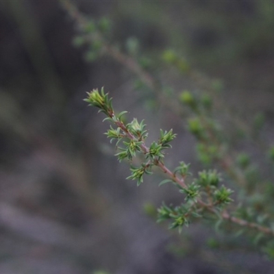 Pultenaea setulosa