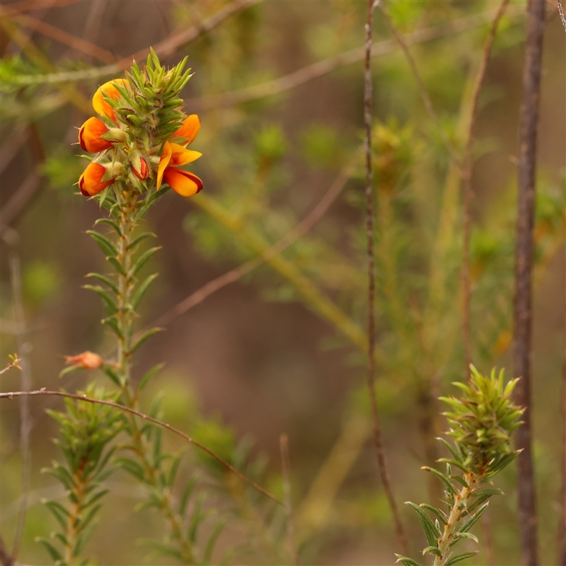 Pultenaea setulosa