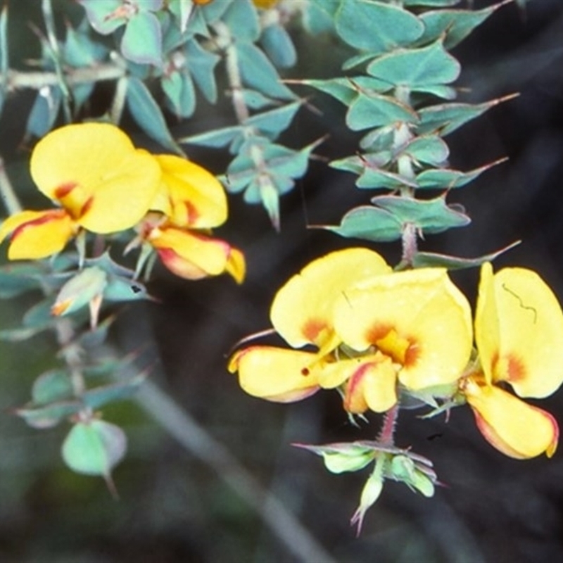 Pultenaea spinosa