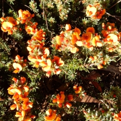 Pultenaea subspicata