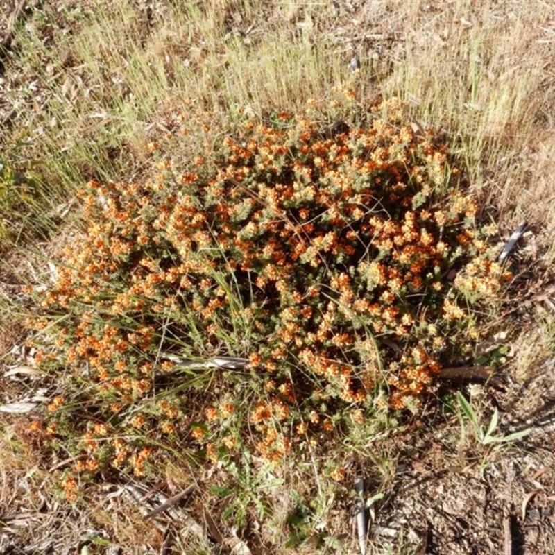 Pultenaea subspicata