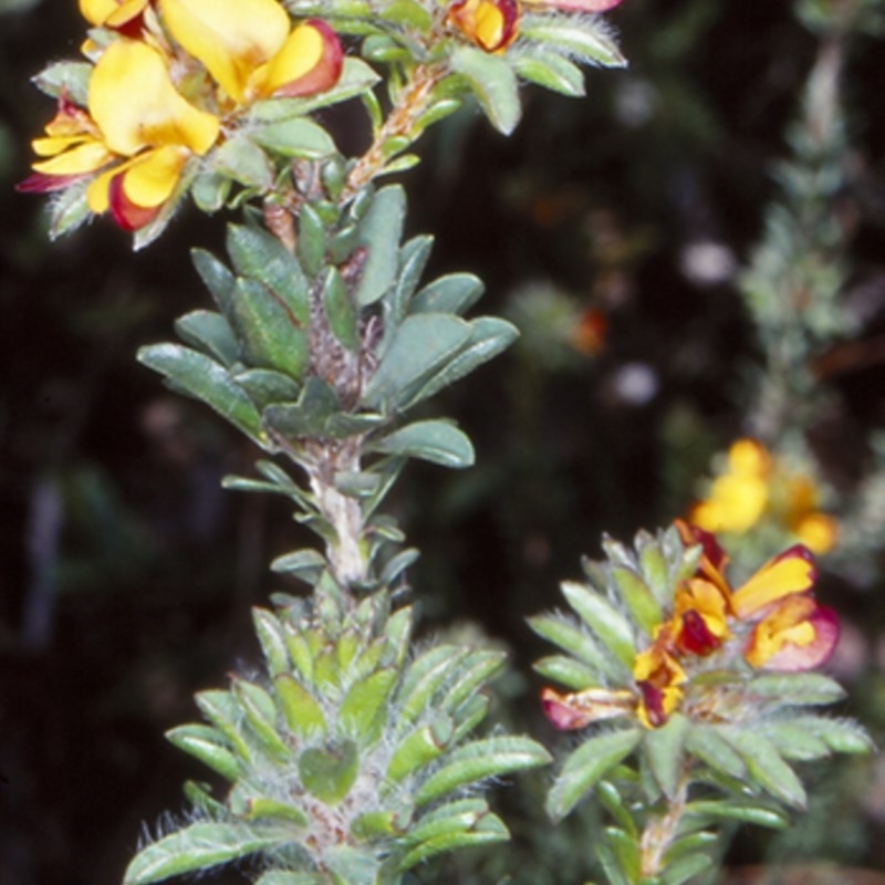 Pultenaea tuberculata