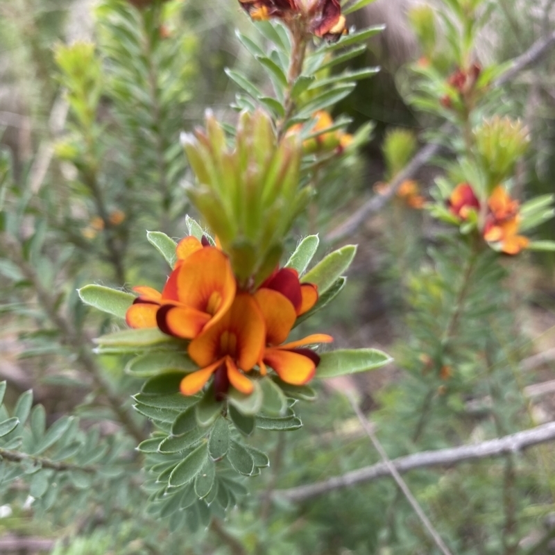 Pultenaea tuberculata