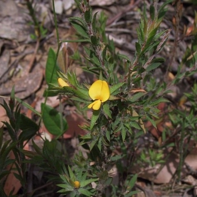 Pultenaea villifera var. villifera