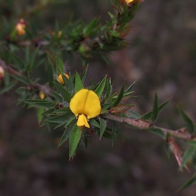 Pultenaea villifera var. villifera