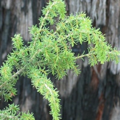 Pultenaea villosa