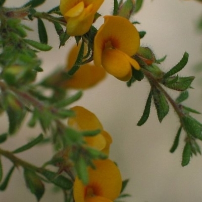 Pultenaea villosa