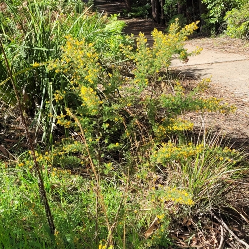 Pultenaea villosa