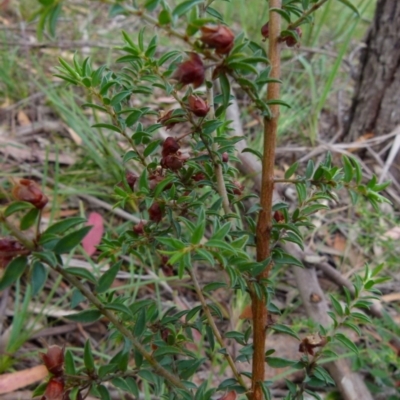 Pultenaea vrolandii