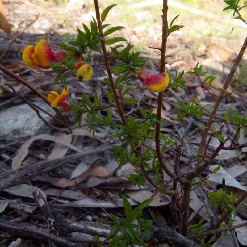 Pultenaea vrolandii