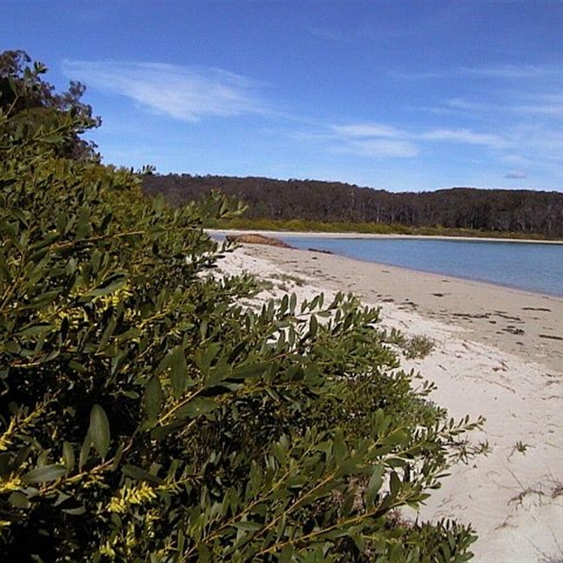 Acacia longifolia subsp. sophorae