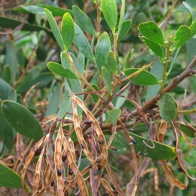 Acacia longifolia subsp. sophorae